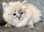 Nyla - Ragdoll Cat For Sale - Elizabeth, NJ, US