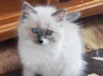 Ragamuffin Female Mitted Kitten - Ragamuffin Cat For Sale - Janesville, WI, US