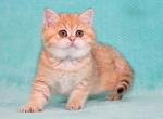 Gloria - British Shorthair Cat For Sale - NY, US