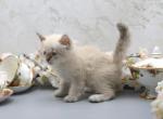 York of Romanov Dynasty - Siberian Cat For Sale - Ashburn, VA, US