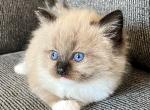 Niko - Ragdoll Cat For Sale - Elizabeth, NJ, US