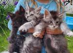 Main Coon Kittens born July 6 - Maine Coon Cat For Sale - Jordanville, NY, US