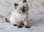 Oliver - Siberian Cat For Sale - Norwalk, CT, US