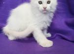 Maxvel Poli - Maine Coon Cat For Sale - Norwalk, CT, US