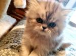 Persian Kittens - Persian Cat For Sale - Greenville, OH, US