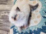 CFA Registered Male Himalayan Kitten - Himalayan Cat For Sale - Greenville, OH, US