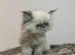 Miss Chubkins - Persian Cat For Sale - Las Vegas, NV, US