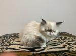 Mary Jane - Persian Cat For Sale - Las Vegas, NV, US