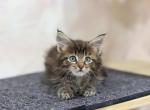 Bambi - Maine Coon Cat For Sale - NY, US