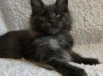 Lord - Maine Coon Cat For Sale - NY, US