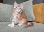 Lime reserved - Maine Coon Cat For Sale - NY, US