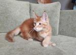 Leon reserved - Maine Coon Cat For Sale - NY, US