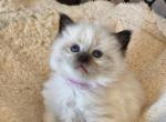 3 Female Kittens available - Ragdoll Cat For Sale - Attica, MI, US