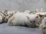 Diamond of Romanov Dynasty - Siberian Cat For Sale - Ashburn, VA, US