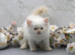 Dante of Romanov Dynasty - Siberian Cat For Sale - Ashburn, VA, US