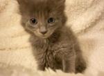 CenTex Nebelungs Three - Nebelung Cat For Sale - Killeen, TX, US