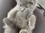 Jona - Scottish Fold Cat For Sale - Nashville, TN, US