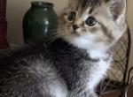 Dasha - Scottish Fold Cat For Sale - Philadelphia, PA, US