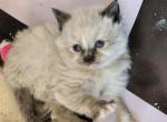 Tahini     Seal Point Tortie - Ragdoll Cat For Sale - Attica, MI, US