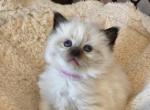 Tofu    Seal Point - Ragdoll Cat For Sale - Attica, MI, US