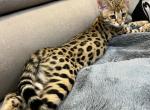 Savannah - Savannah Cat For Sale - FL, US