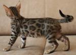 Jazz - Bengal Cat For Sale - Miami, FL, US