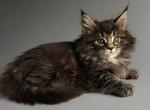 Silimka - Maine Coon Cat For Sale - Hollywood, FL, US