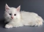 Suboshi - Maine Coon Cat For Sale - Hollywood, FL, US