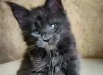 Admiral - Maine Coon Cat For Sale - Hollywood, FL, US