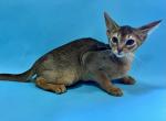 Gabriella - Abyssinian Cat For Sale - Odesa, Odessa Oblast, UA