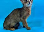 Havanna - Abyssinian Cat For Sale - Odesa, Odessa Oblast, UA