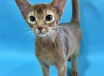 Diamond - Abyssinian Cat For Sale - Odesa, Odessa Oblast, UA