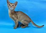 Dolche Vita - Abyssinian Cat For Sale - Odesa, Odessa Oblast, UA