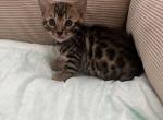 Bengal - Bengal Cat For Sale - Vancouver, WA, US