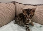 Bengal2 - Bengal Cat For Sale - Vancouver, WA, US