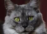 Irish Mist - Maine Coon Cat For Sale/Retired Breeding - Bridgewater Township, NJ, US