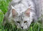 Wintery - Maine Coon Cat For Sale - Bridgewater Township, NJ, US