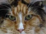 Xavi - Maine Coon Cat For Sale - Bridgewater Township, NJ, US