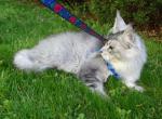 Maine coom boy - Maine Coon Cat For Sale - Bridgewater Township, NJ, US