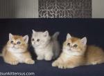 Munchkin british babies rare golden shaded color - Munchkin Cat For Sale - CA, US