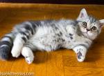 Adam munchkin british silver tabby with short legs - Munchkin Cat For Sale - CA, US