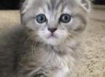 Peeps - Scottish Fold Cat For Sale - Denver, CO, US