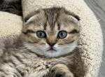 Golden Spotted Scottish Fold Girl Daisy - Scottish Fold Cat For Sale - Odessa, FL, US