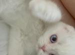 Quartz - Scottish Fold Cat For Sale - Houston, TX, US