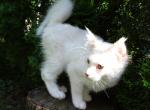 Cream shaded boy - Maine Coon Cat For Sale - Bridgewater Township, NJ, US