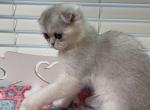 Luna Scottish fold female - Scottish Fold Cat For Sale - Sunnyvale, CA, US