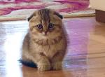 Lena - Scottish Fold Cat For Sale - New York, NY, US