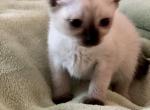 Stella - Siamese Cat For Sale - ID, US