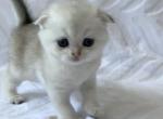 Pearl - Scottish Straight Cat For Sale - New York, NY, US