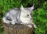 Silver maine coon kittens - Maine Coon Cat For Sale - Bridgewater Township, NJ, US